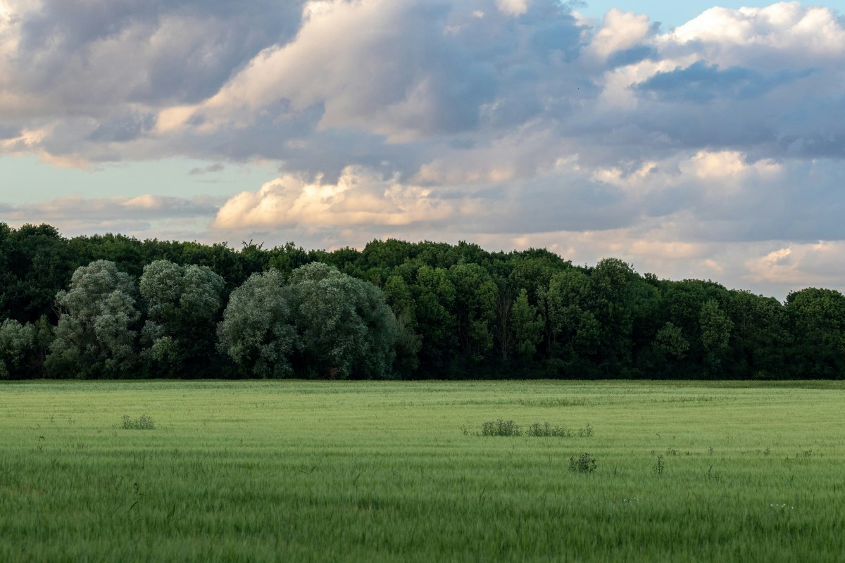 maurepas-foret